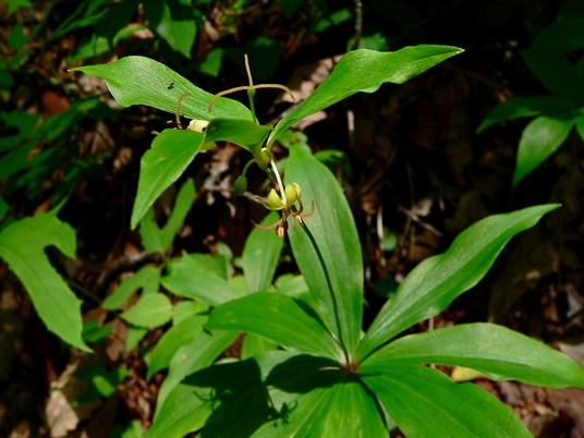 {Medeola virginiana}